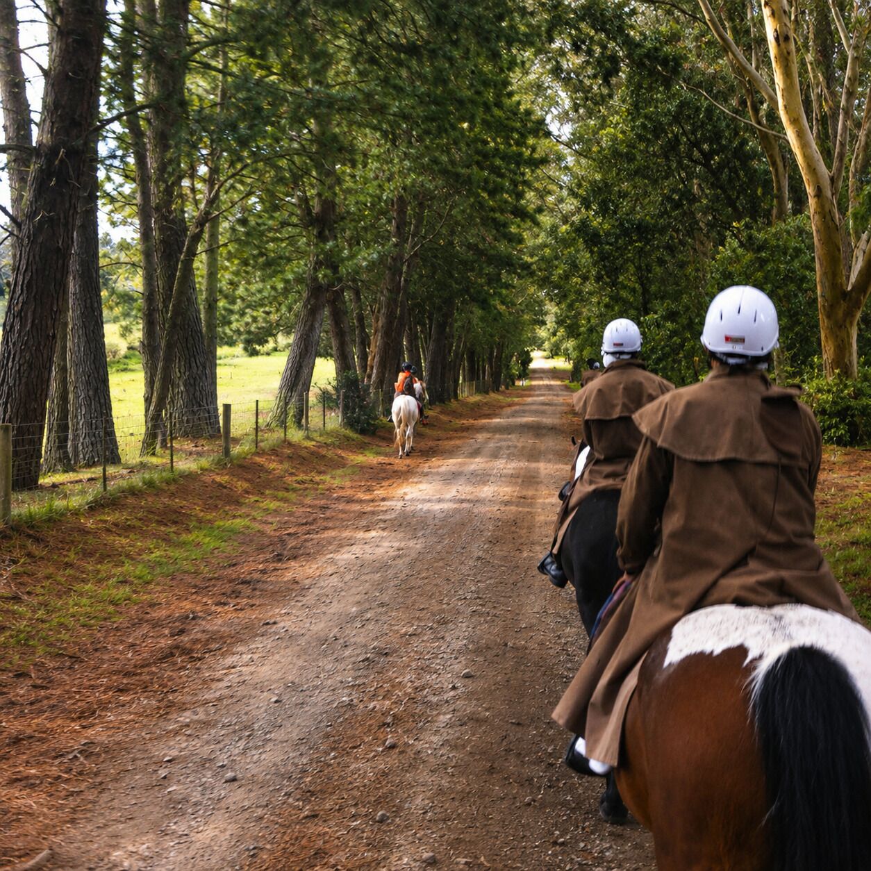 A dirt road flanked by trees, with horseback riders in protective gear.