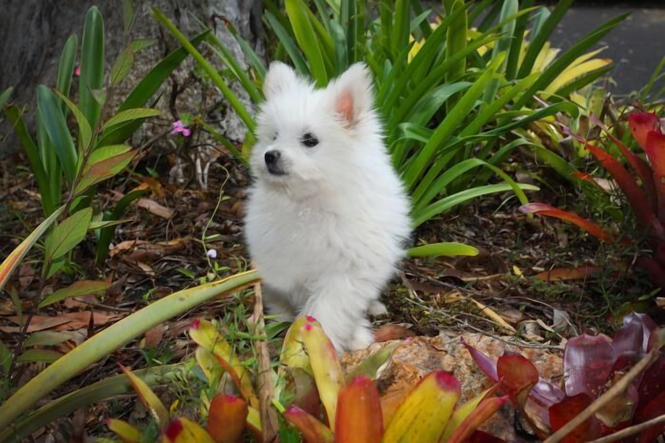 A small white dog sitting among green plants.