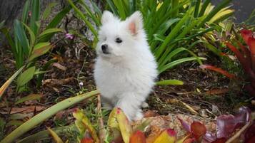 A small white dog sitting among green plants.