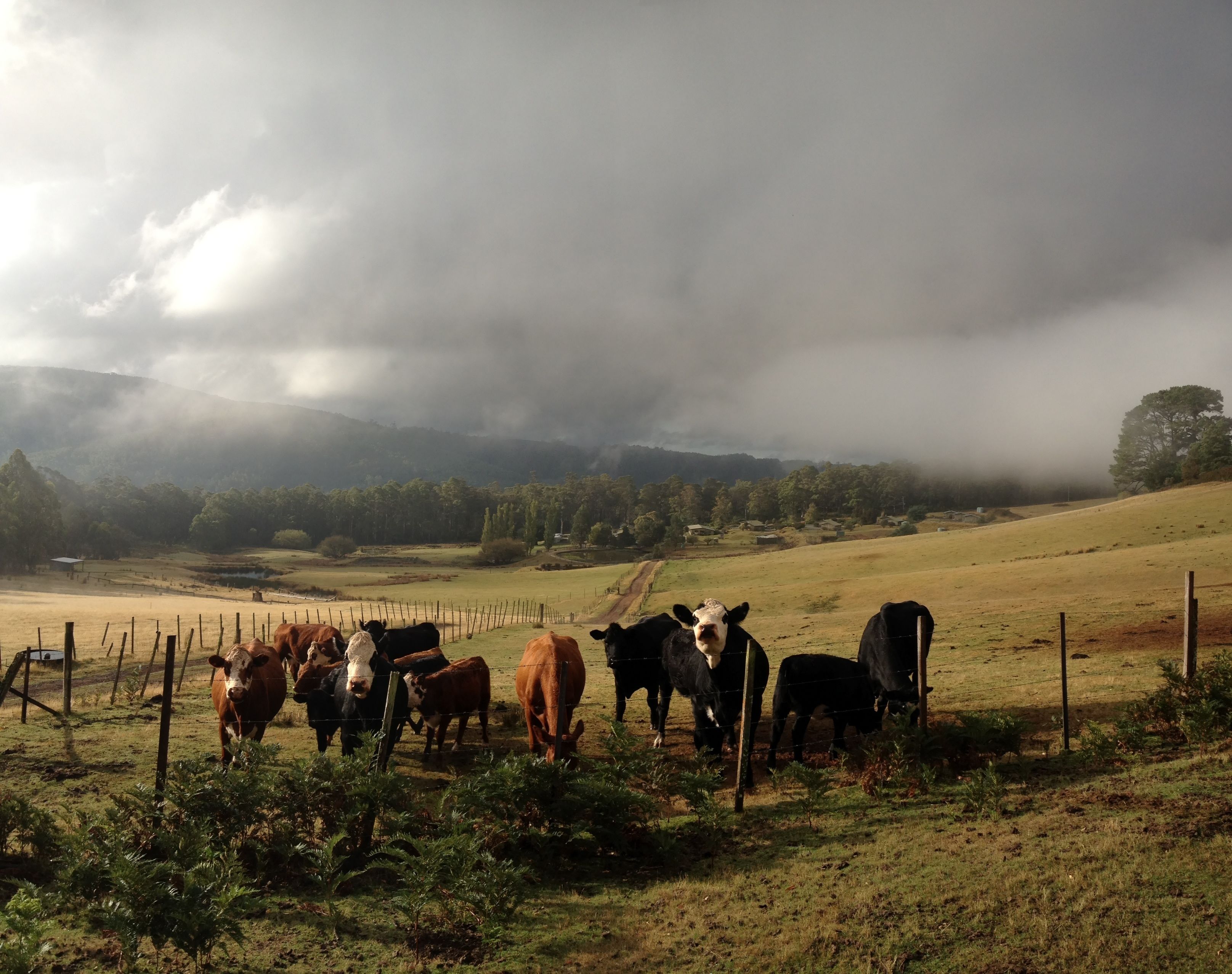 Un paysage rural avec un troupeau de vaches qui paît dans un champ clôturé, entouré d’arbres et de collines.