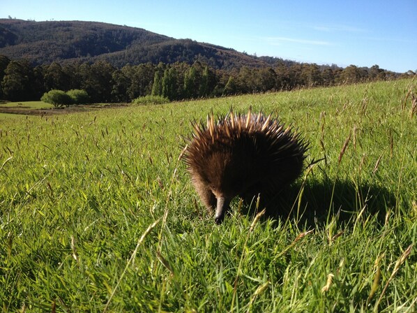 A hedgehog in a grassy field with a forested hill in the background.