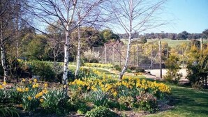 A garden with yellow flowers and birch trees. - Wombat Hills Cottages (Barwite)