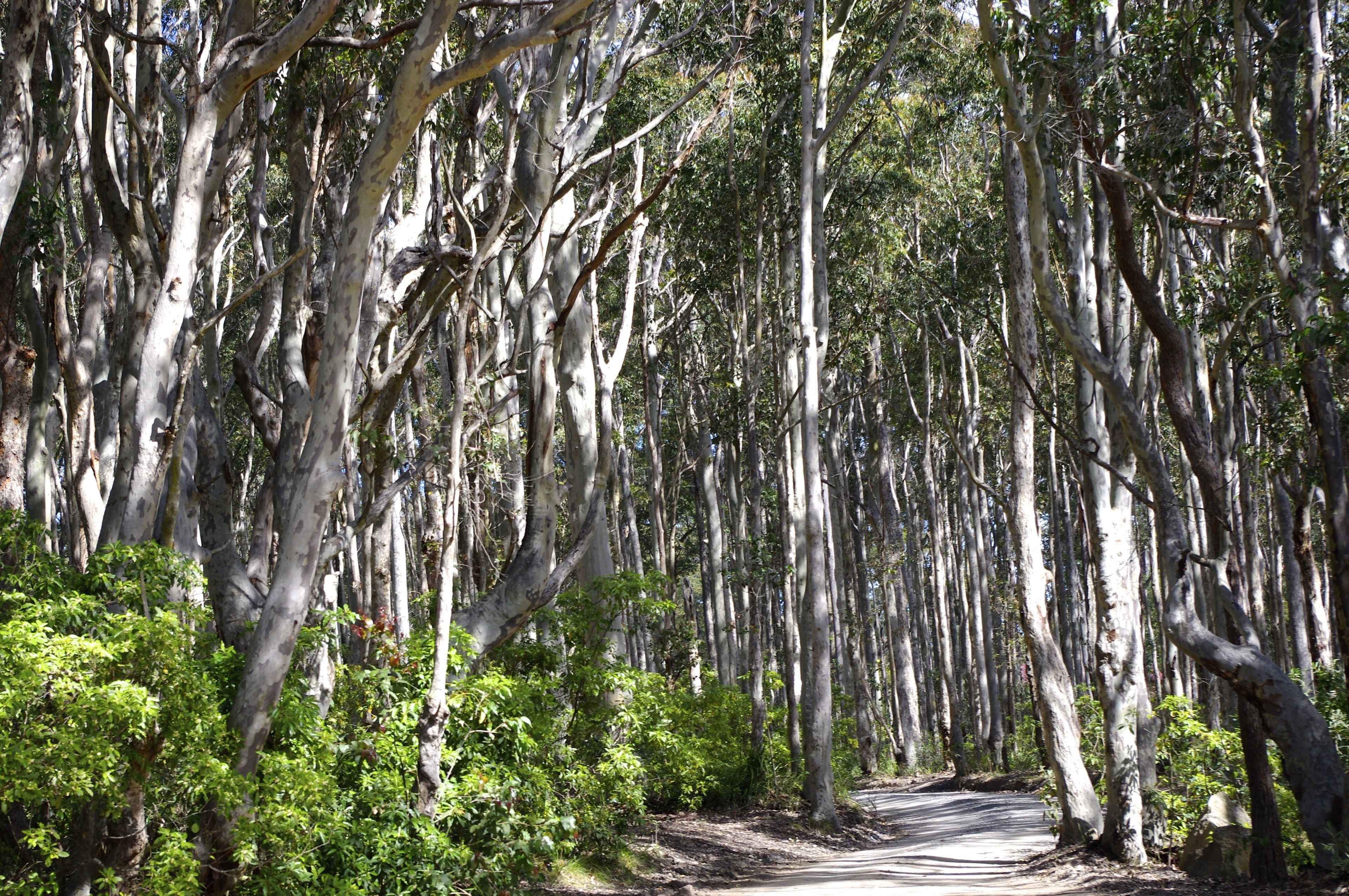 A forested area with tall trees and a dirt path.