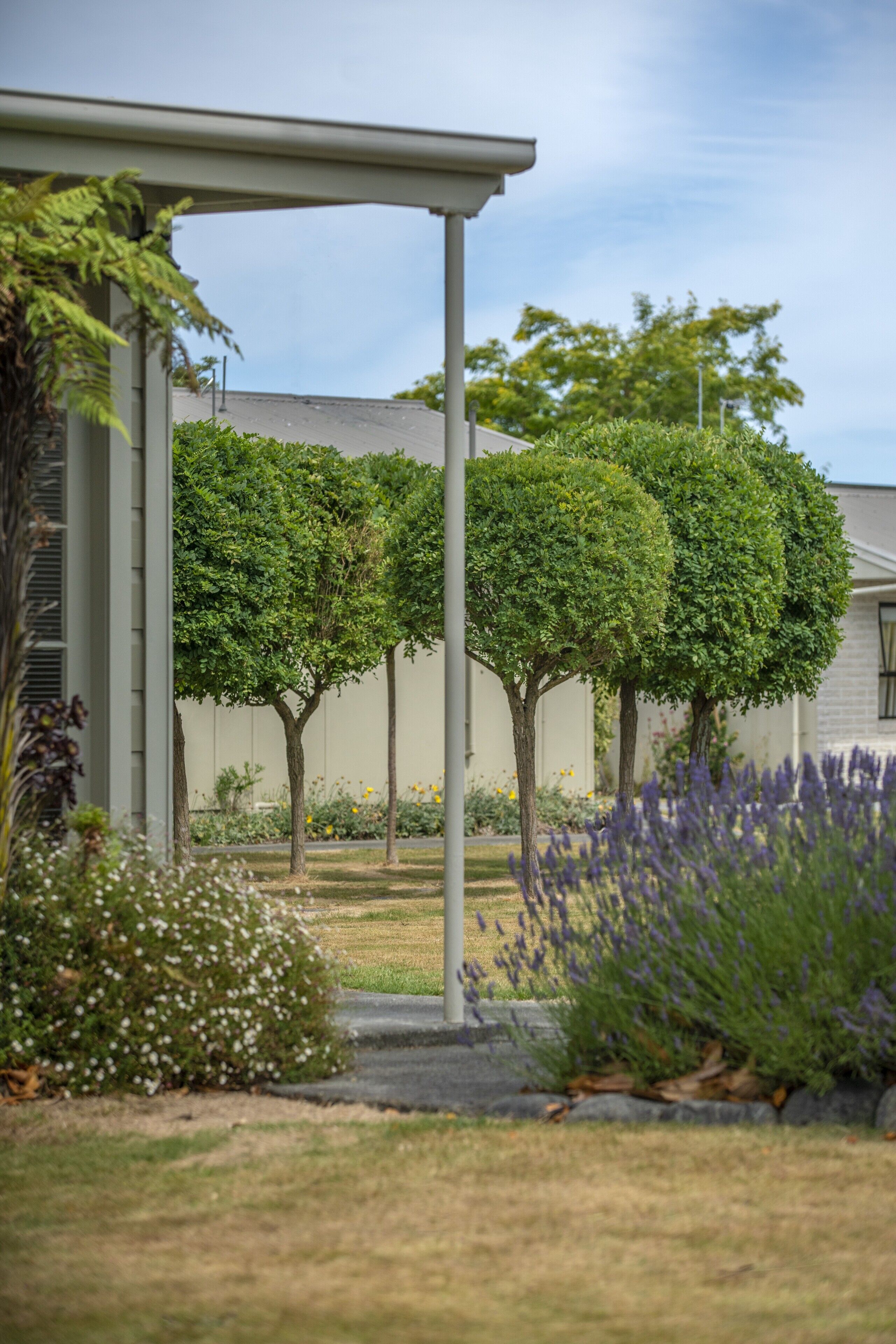 A courtyard with a pergola, neatly trimmed trees, and lavender plants.