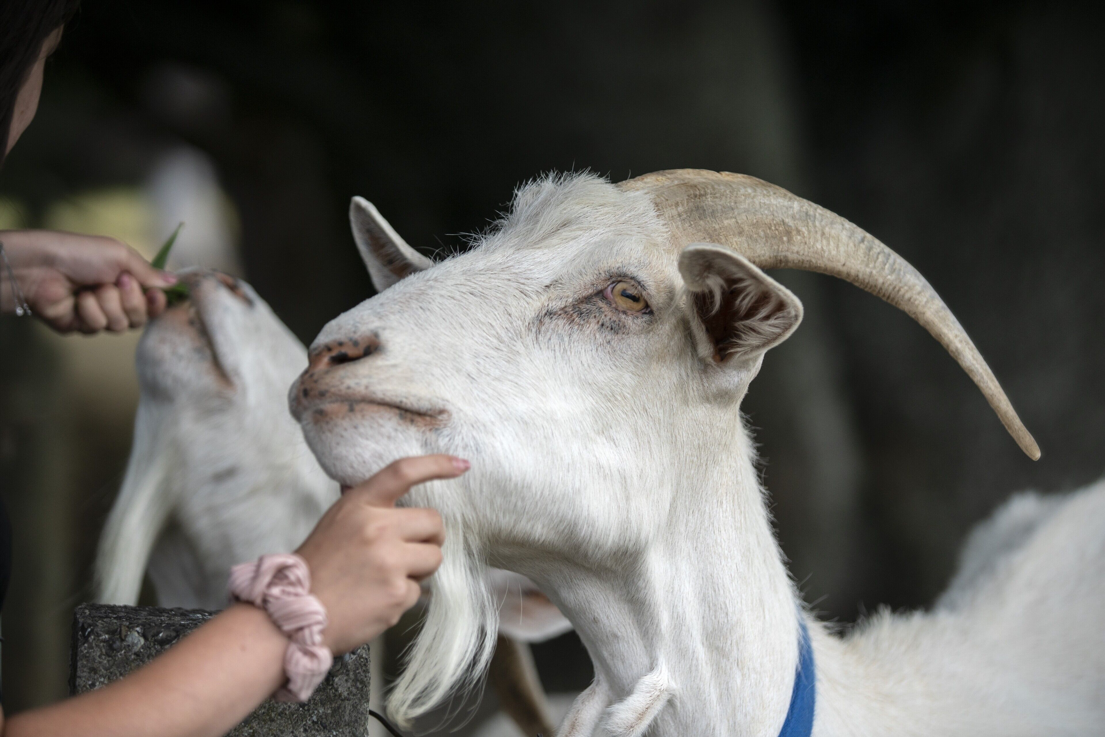 A person feeding a goat.