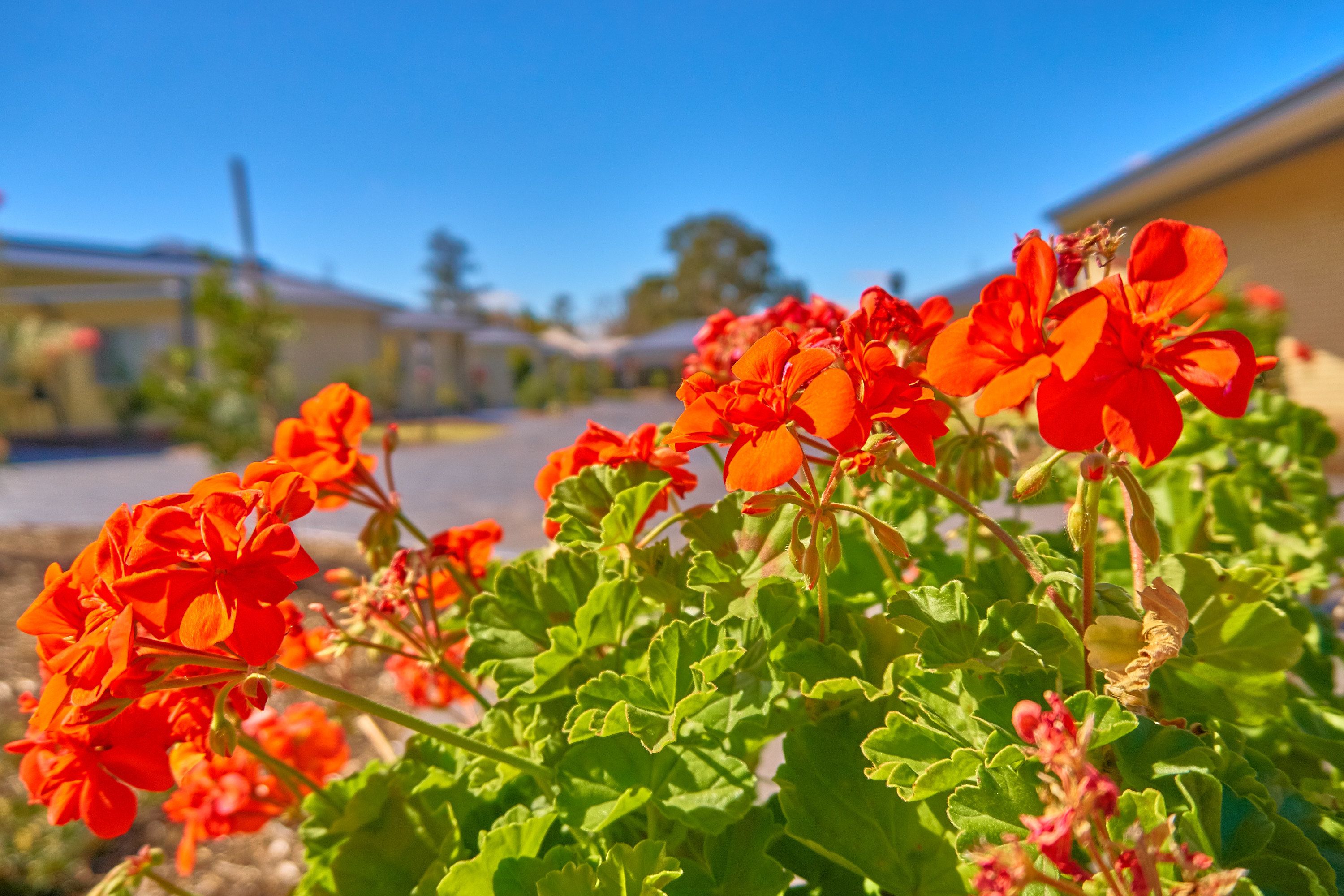 Un gros plan de fleurs rouge vif, rehaussées par un feuillage vert, sur fond de ciel bleu clair et d’un paysage urbain.