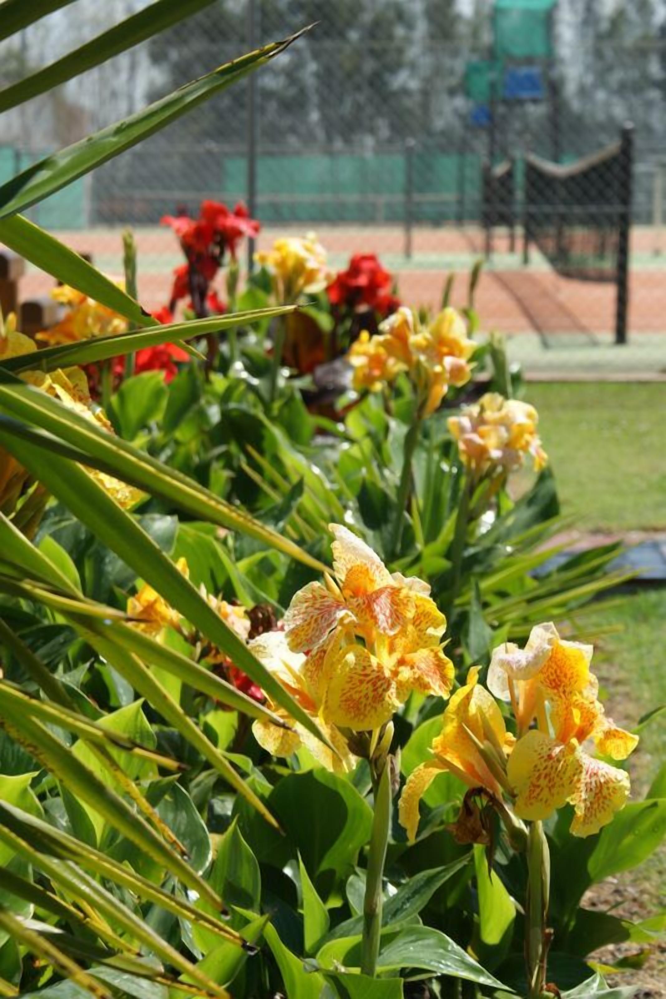 A garden with yellow and red flowers, green foliage, and a tennis court in the background.