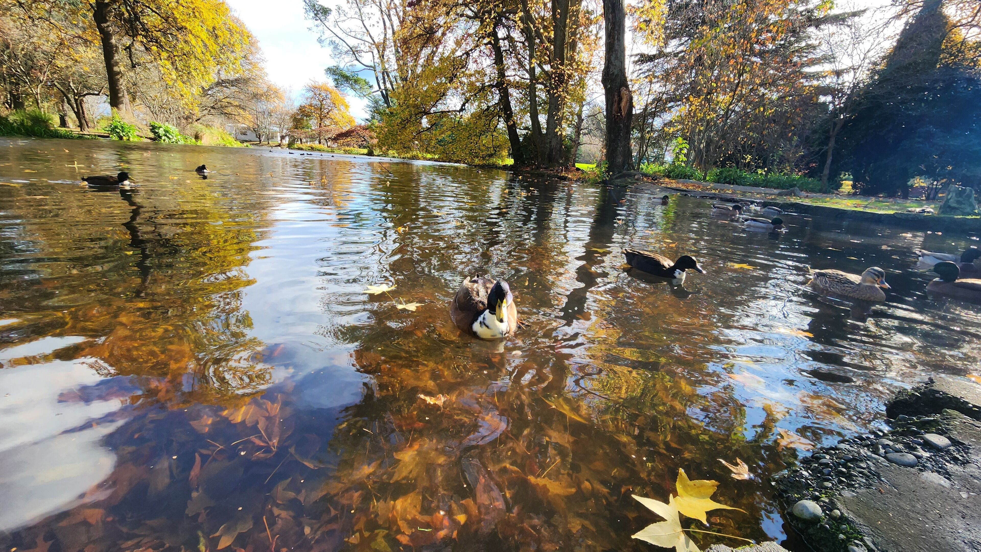 A clear pond surrounded by trees with autumn leaves.