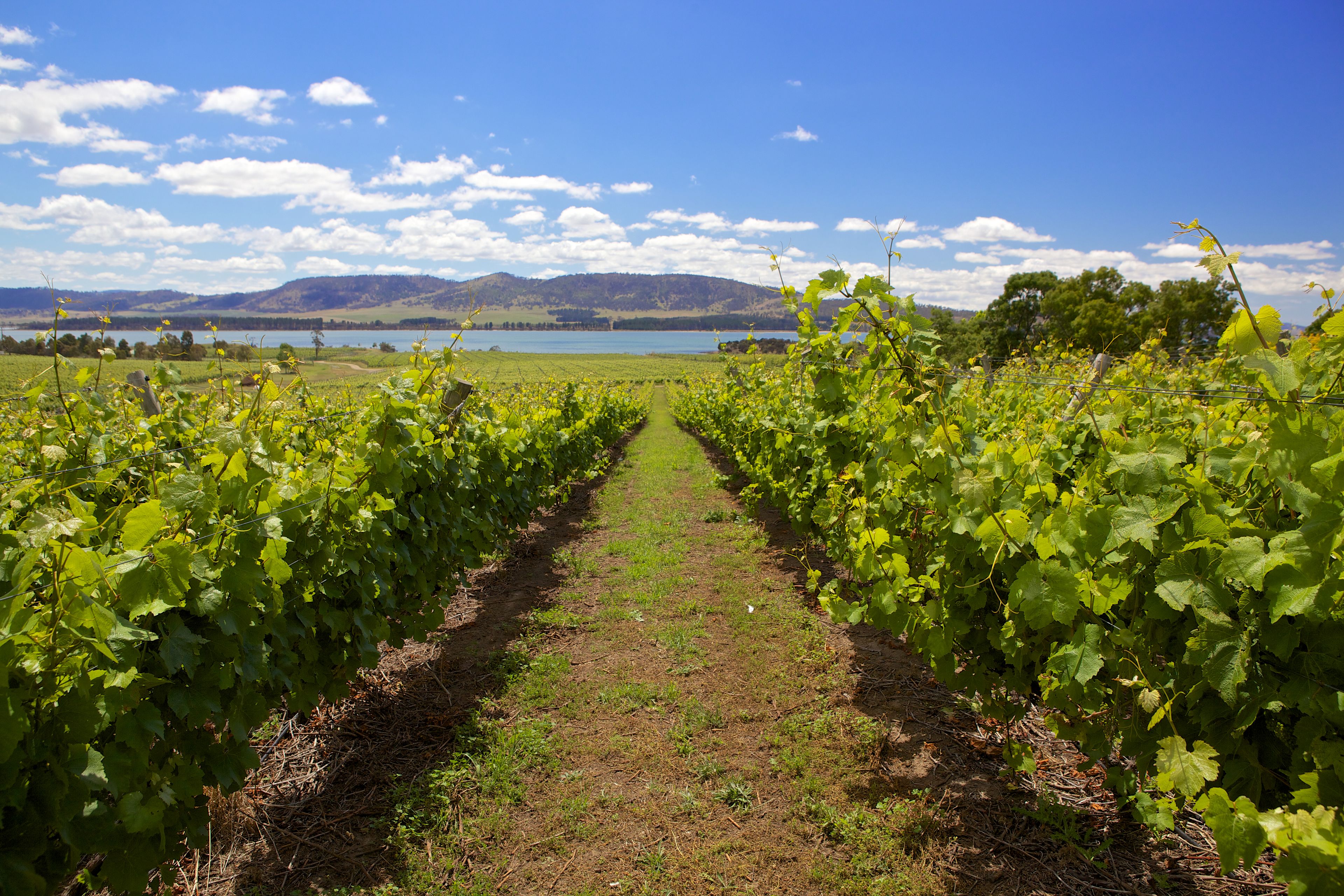 Riversdale Estate Cottages — image 27