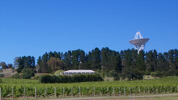 A vineyard with rows of grapevines and a large satellite dish in the background.