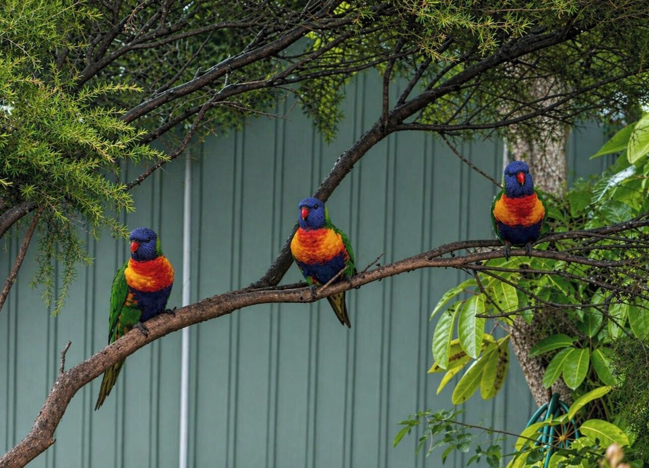 Three colorful birds perched on a branch.