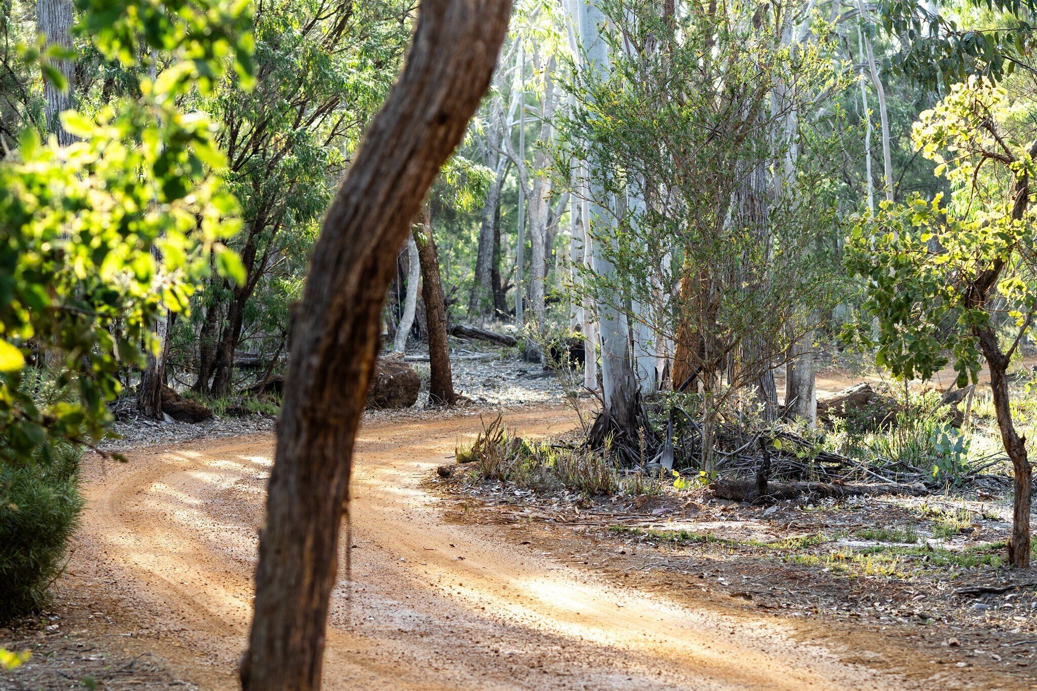 Un sendero de tierra que atraviesa un bosque con árboles y maleza.