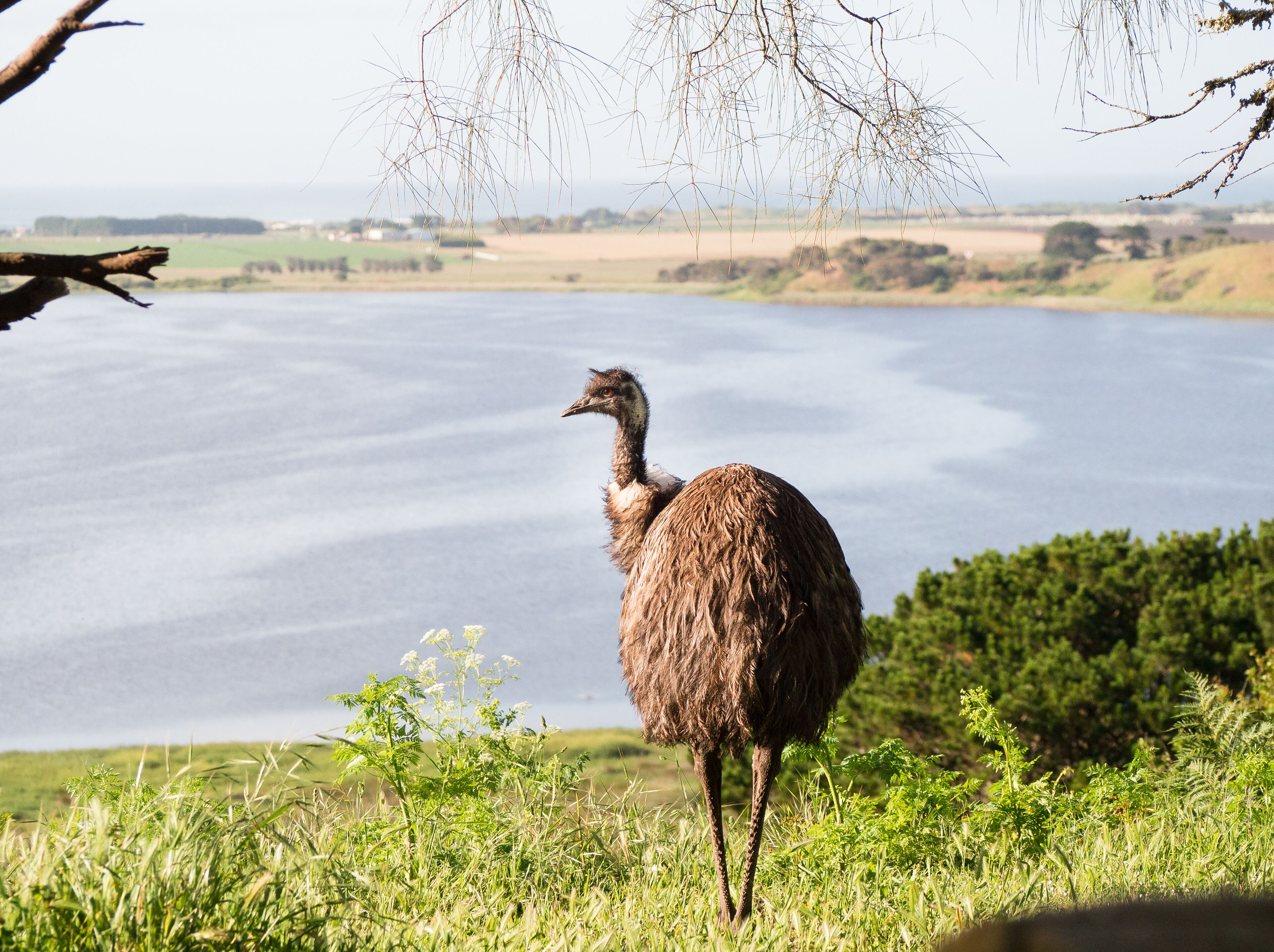 An ostrich standing on grass with a lake and distant hills in the background.