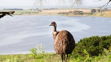 An ostrich standing on grass with a lake and distant hills in the background.