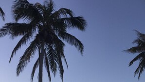 Eine Strandansicht mit einer Palme und blauem Himmel.