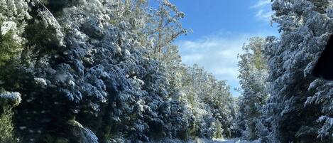 A snow-covered road flanked by trees.