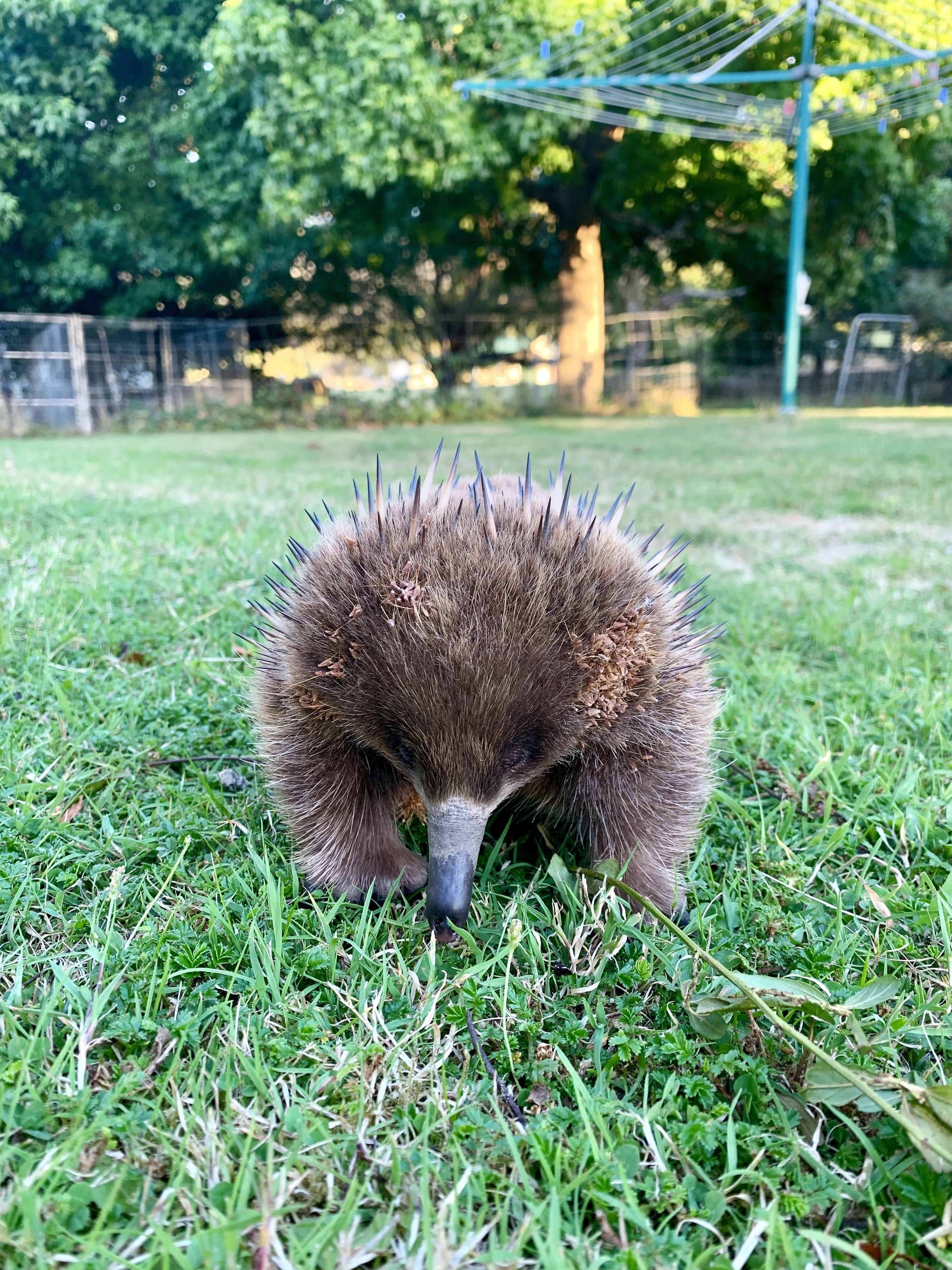 An echidna on grass.