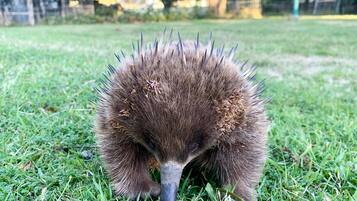 An echidna on grass.