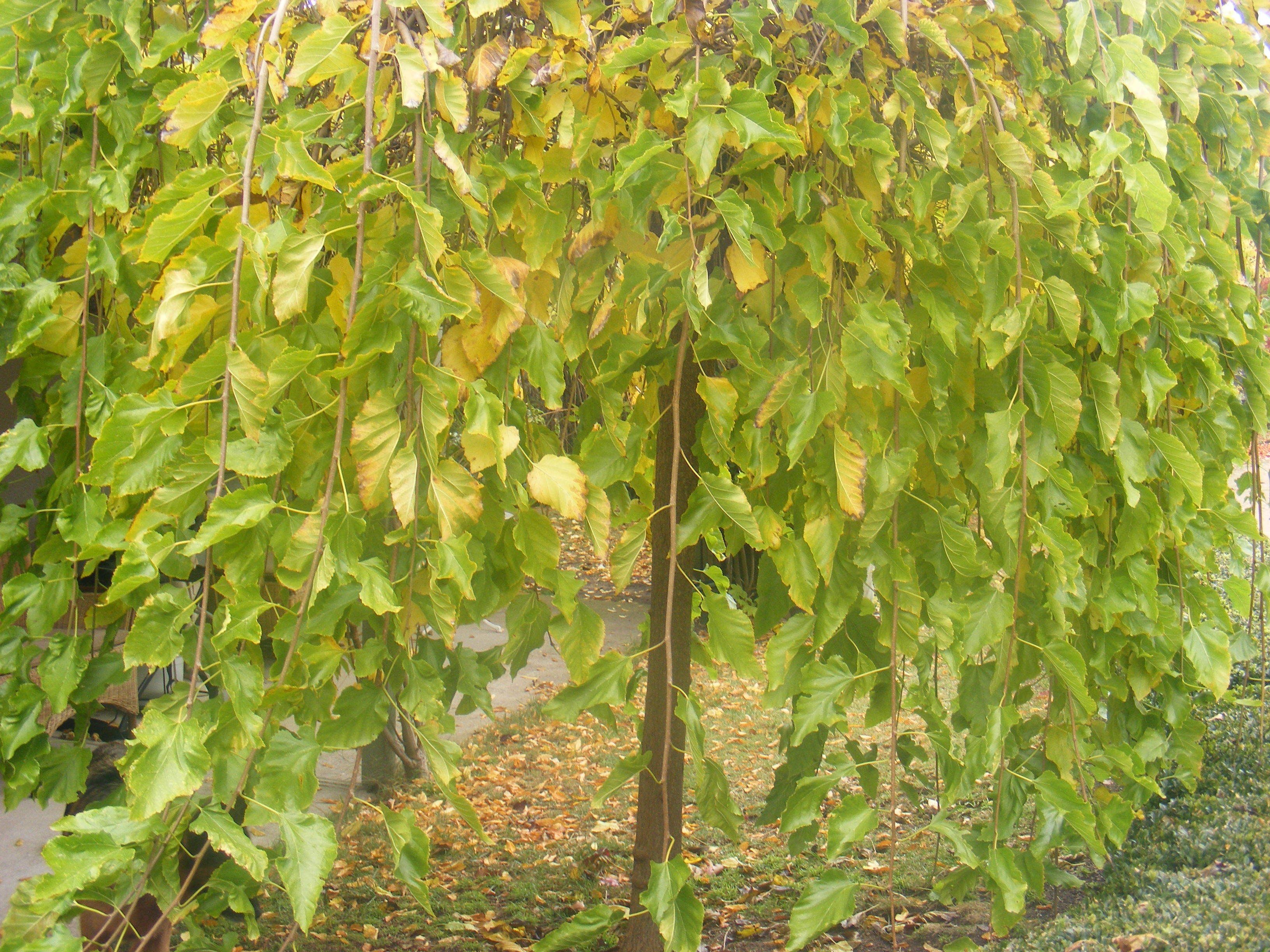 A tree with green leaves and some yellowing leaves.