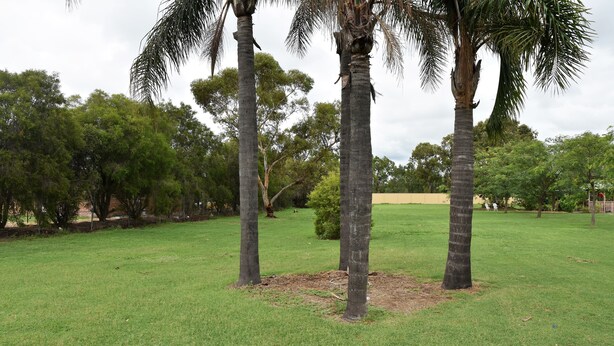 A grassy area with tall palm trees and dense foliage in the background. - Chinchilla Motel (Chinchilla)