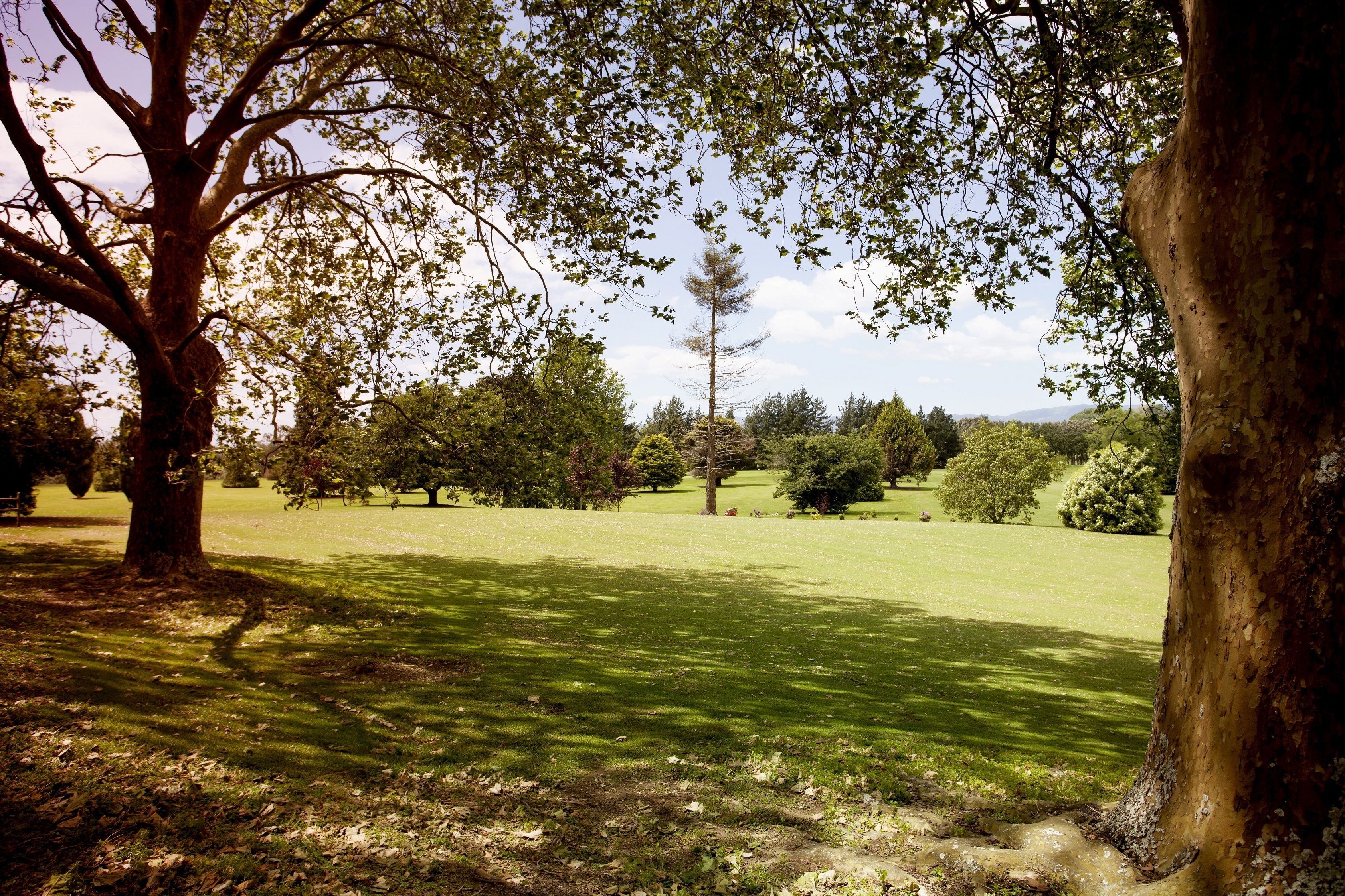 Ein Park mit einem großen Baum und einer Rasenfläche.