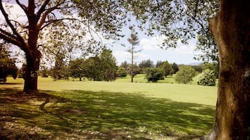 A park with a large tree and a grassy area.