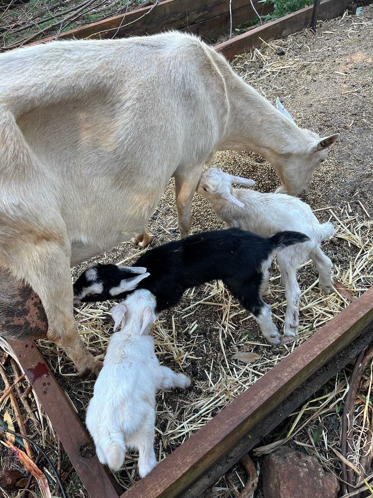 A goat with its offspring feeding from a trough.