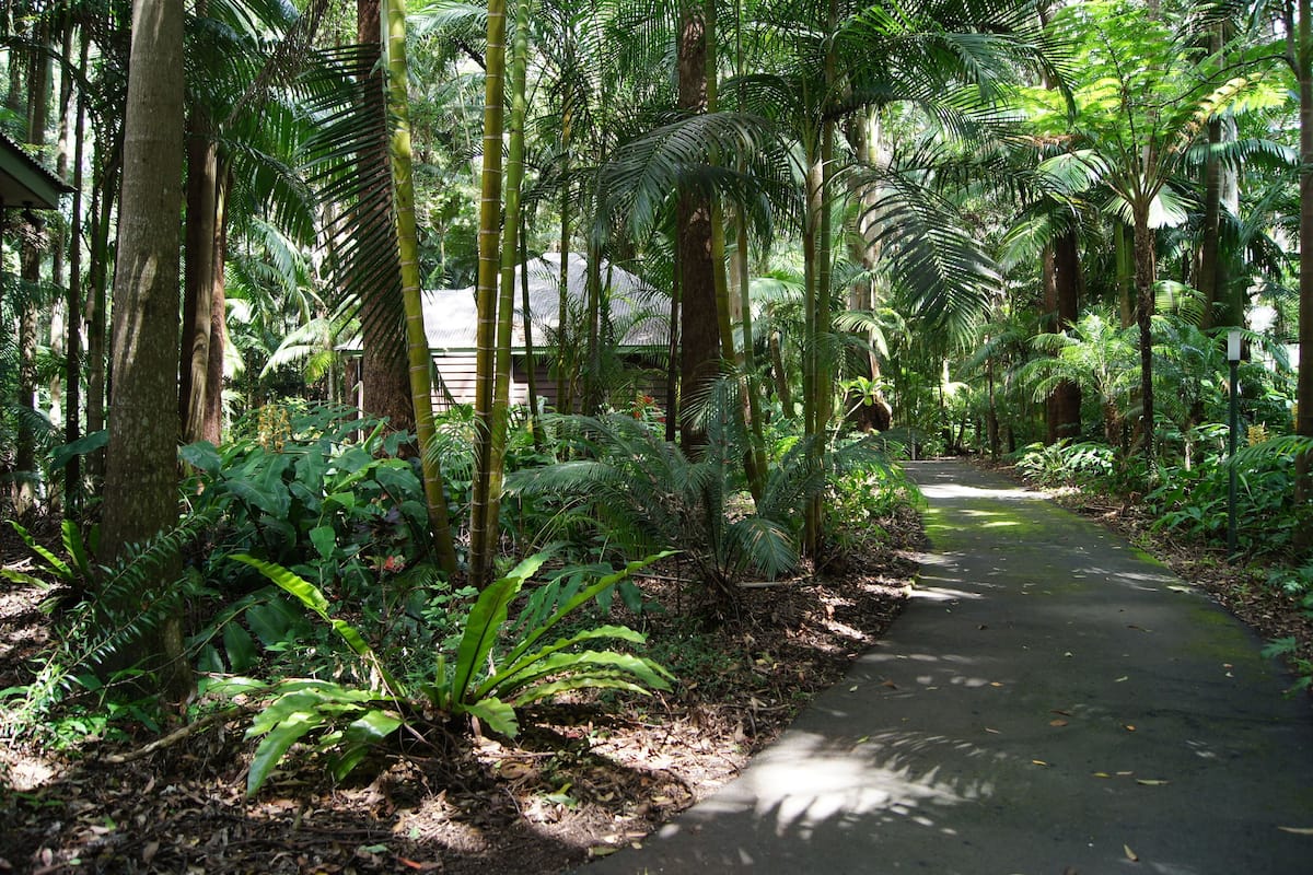 Un sentier qui traverse une forêt tropicale dense, où l’on peut admirer différentes espèces de fougères et de palmiers.