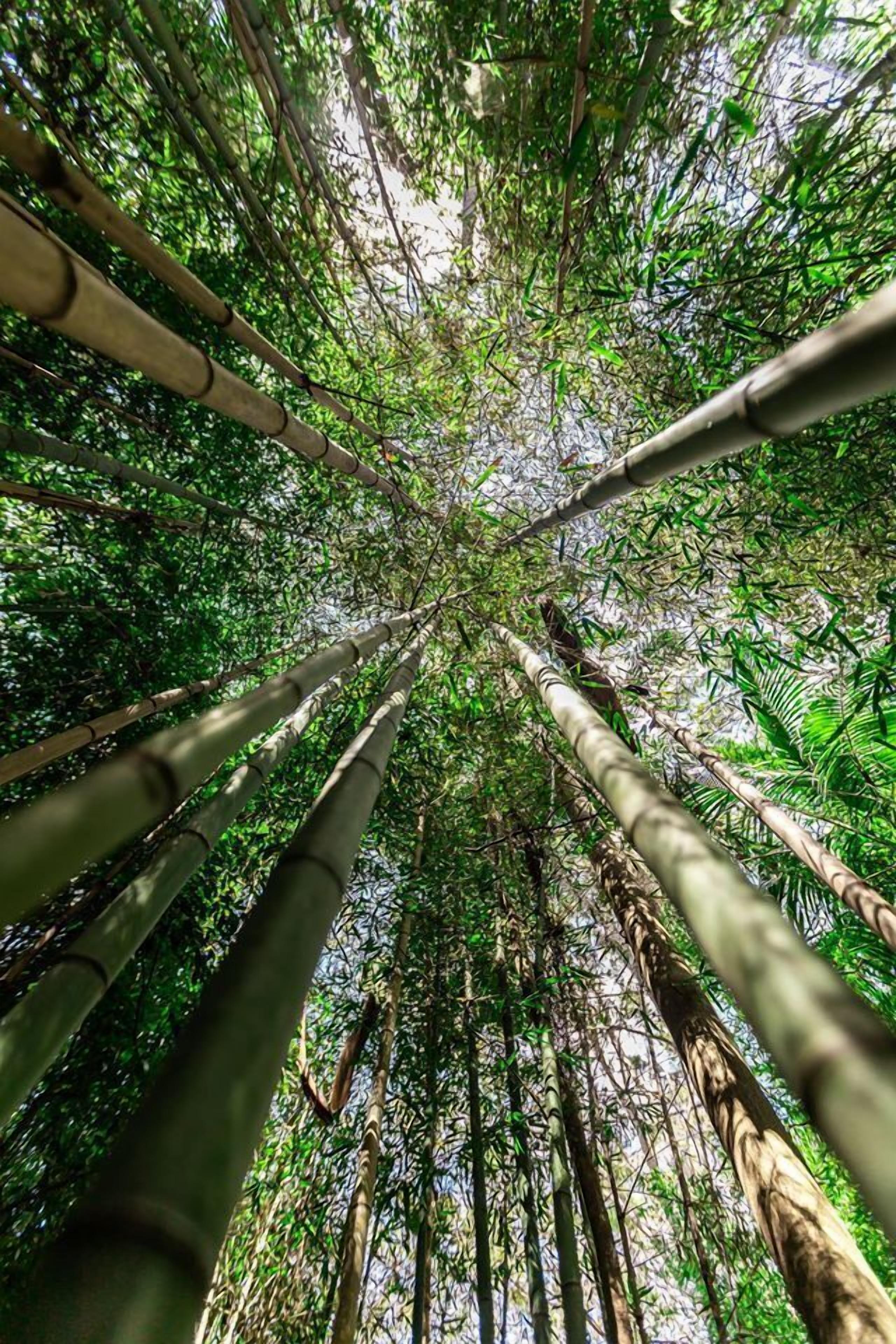 A view of tall bamboo trees from a low angle, creating a tunnel-like effect.
