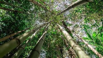 A view of tall bamboo trees from a low angle, creating a tunnel-like effect.