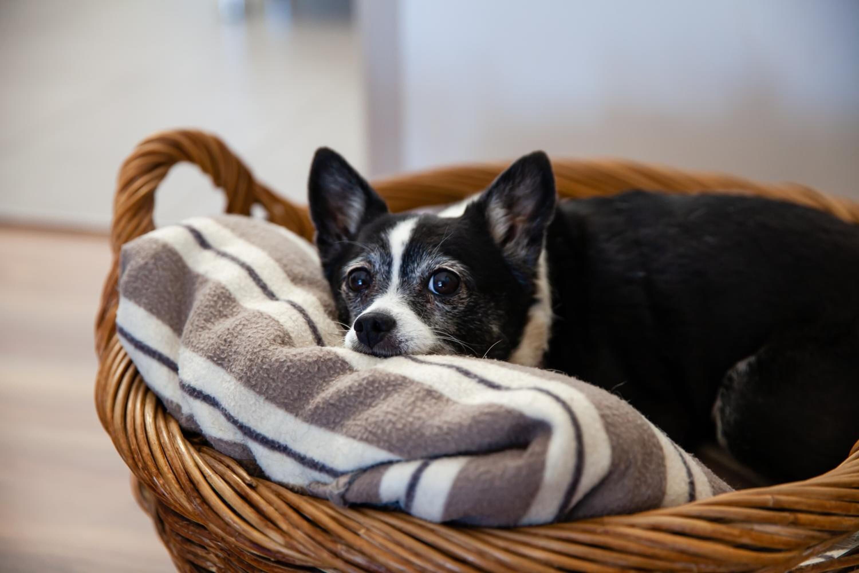 A small dog resting in a wicker basket with a striped blanket.