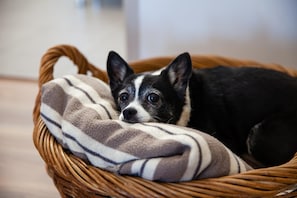 Een klein hondje rust in een rieten mand met een gestreepte deken.