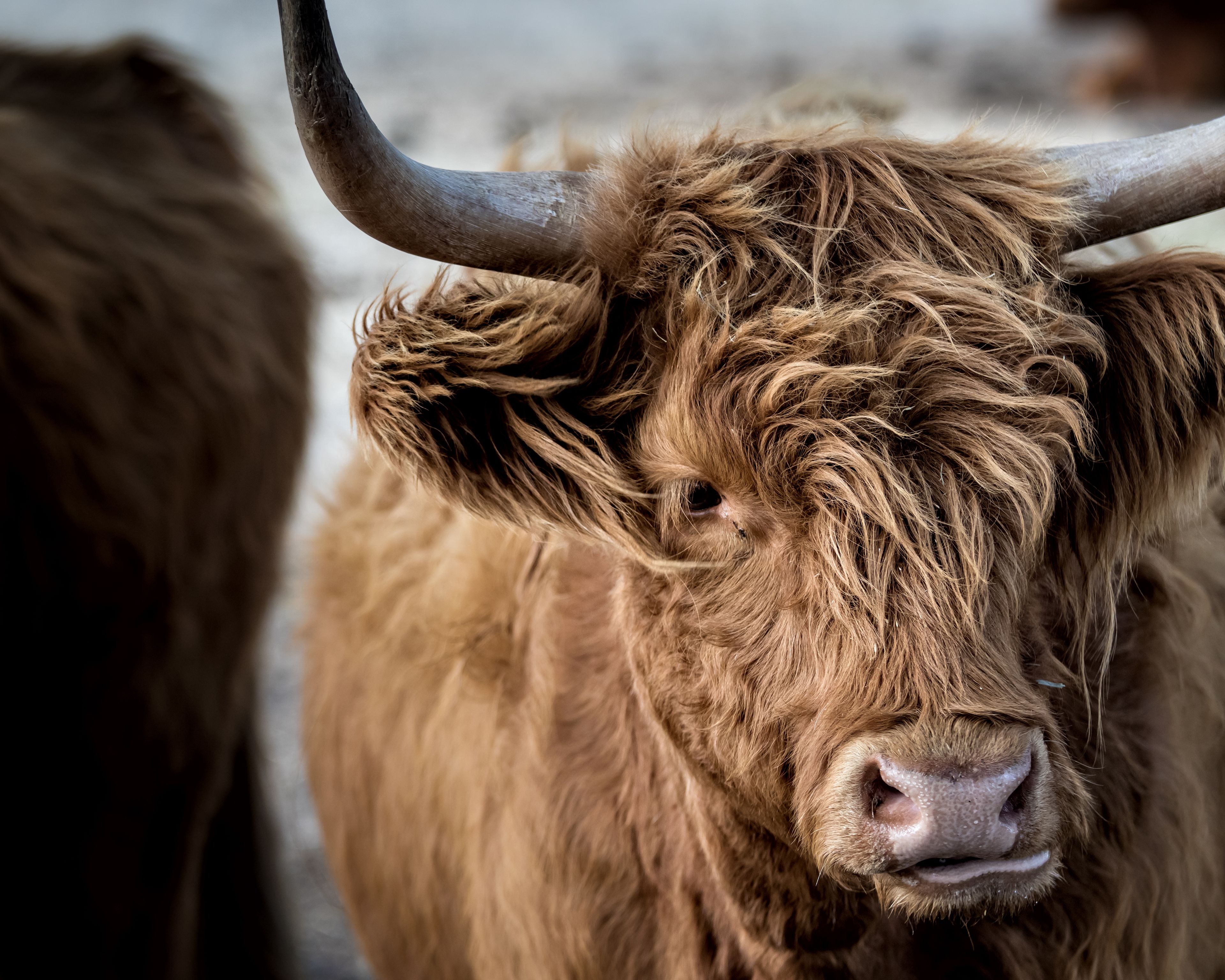 Close-up van een Hooglandse koe met langharig vacht en gebogen hoorns.
