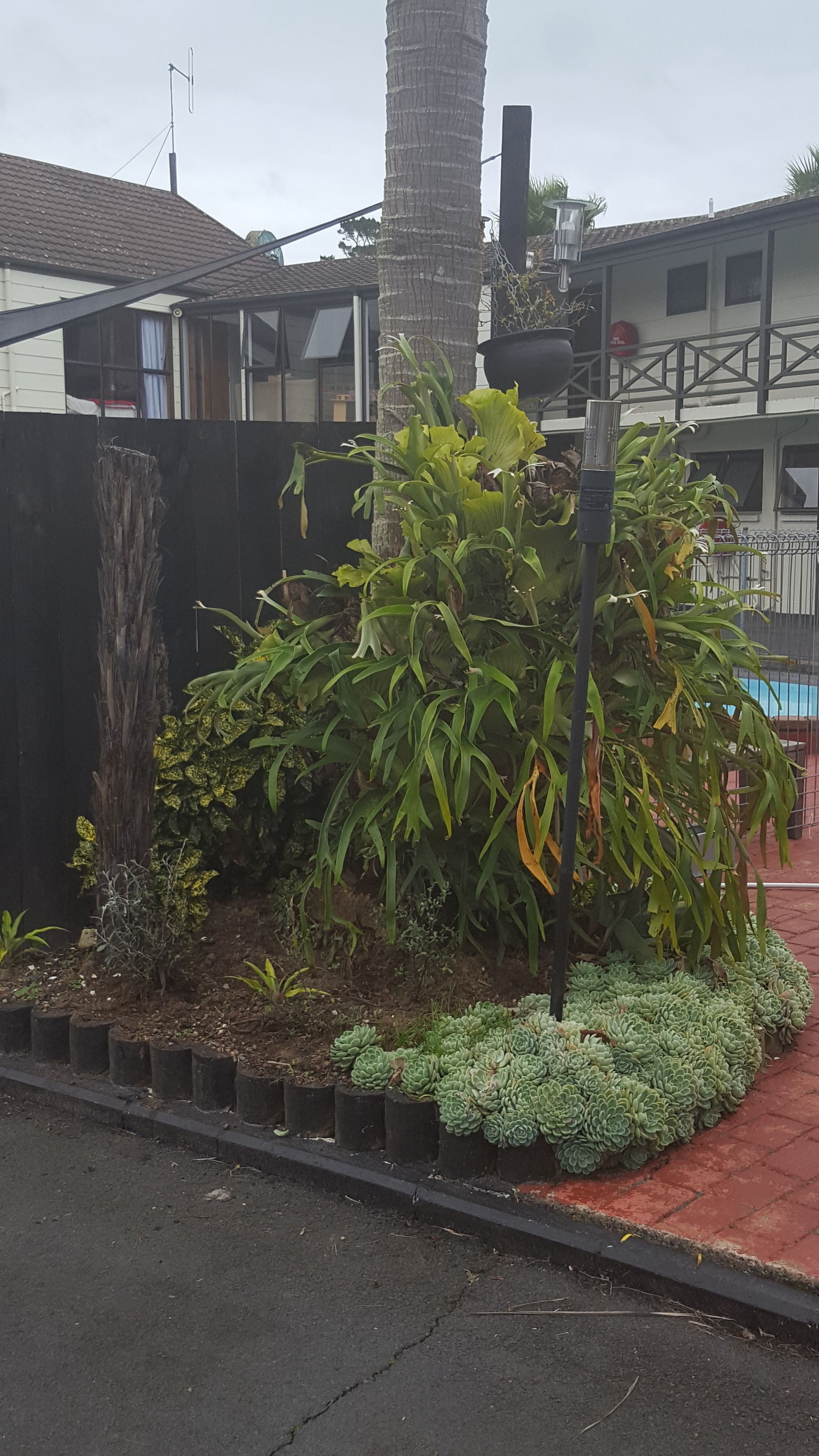 A garden with various plants and a palm tree.