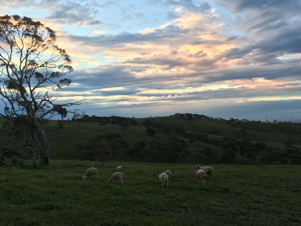 View from property - Morella Farm Stay (Cape Jervis)