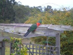 Garden - Shanti Relaxation Retreat (Briagolong)