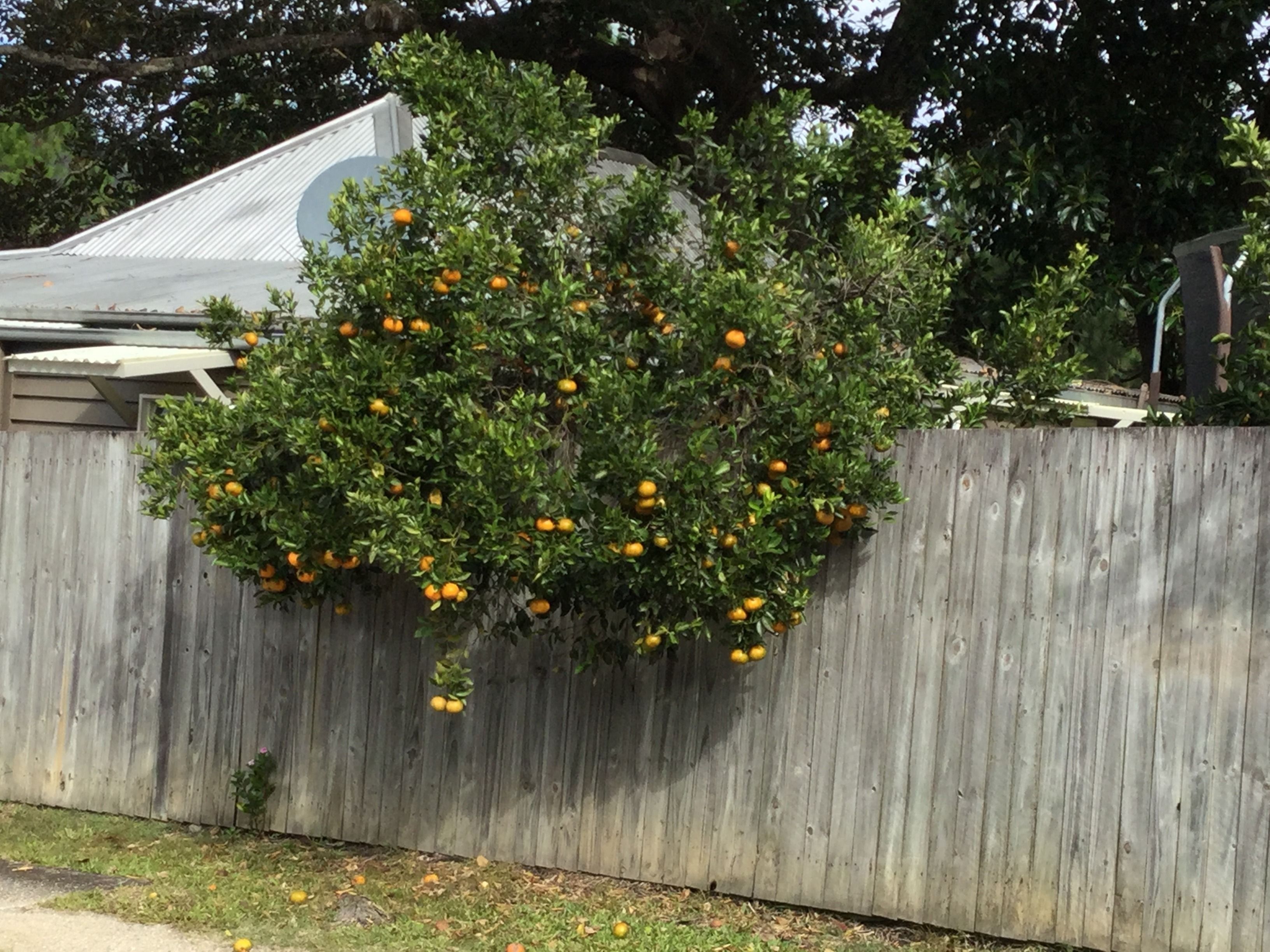 A wooden fence with a tree bearing fruit.