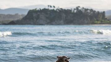 Beach nearby, white sand, fishing