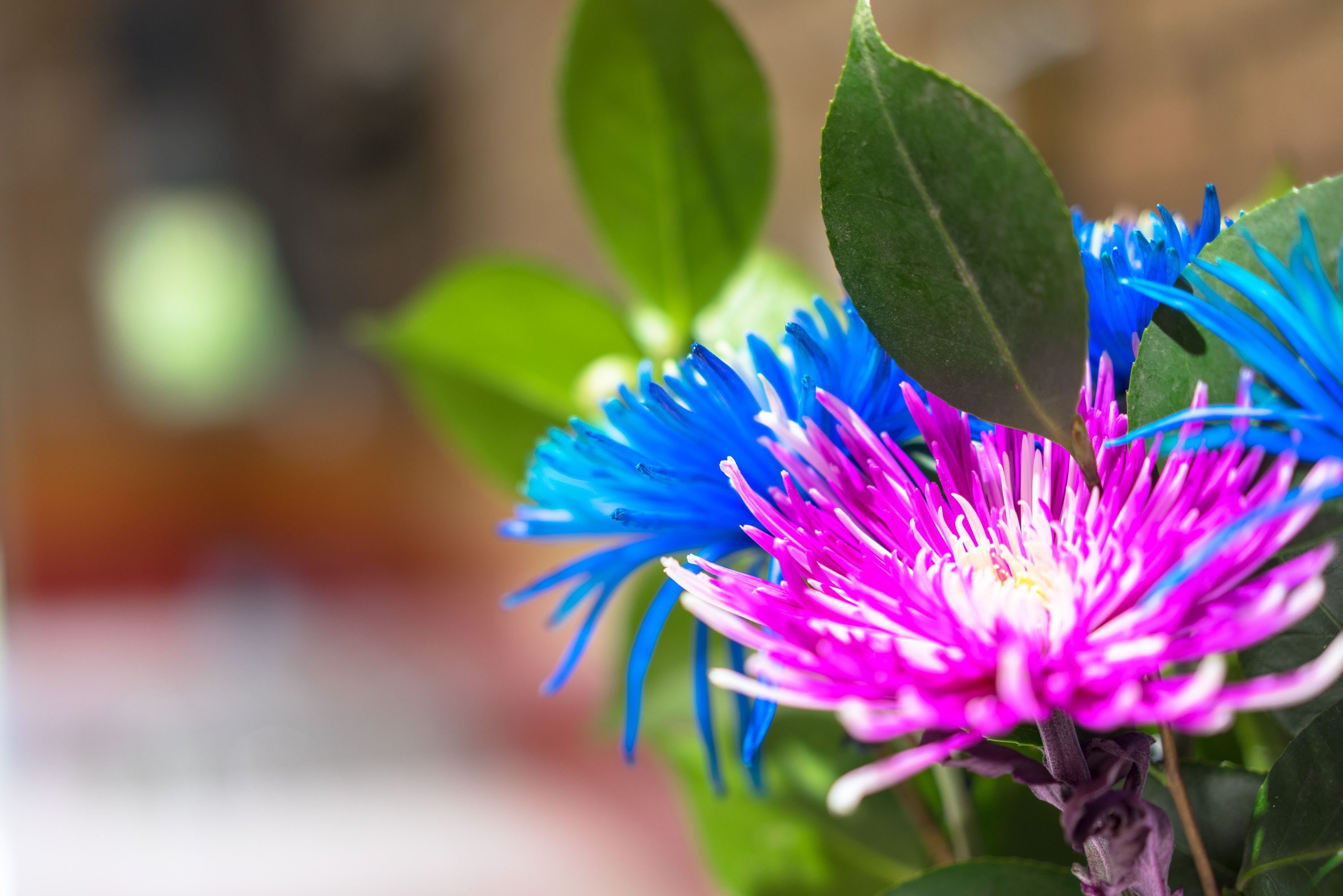 A close-up of a flower with blue and pink petals.