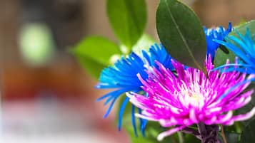 A close-up of a flower with blue and pink petals.