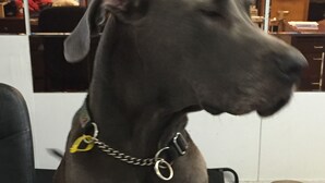 A large grey dog sitting on a wooden table in an indoor setting. - Capricornia Motel (Fannie Bay)