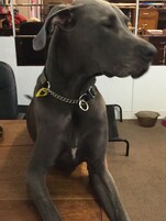 Aceita animais de estimação