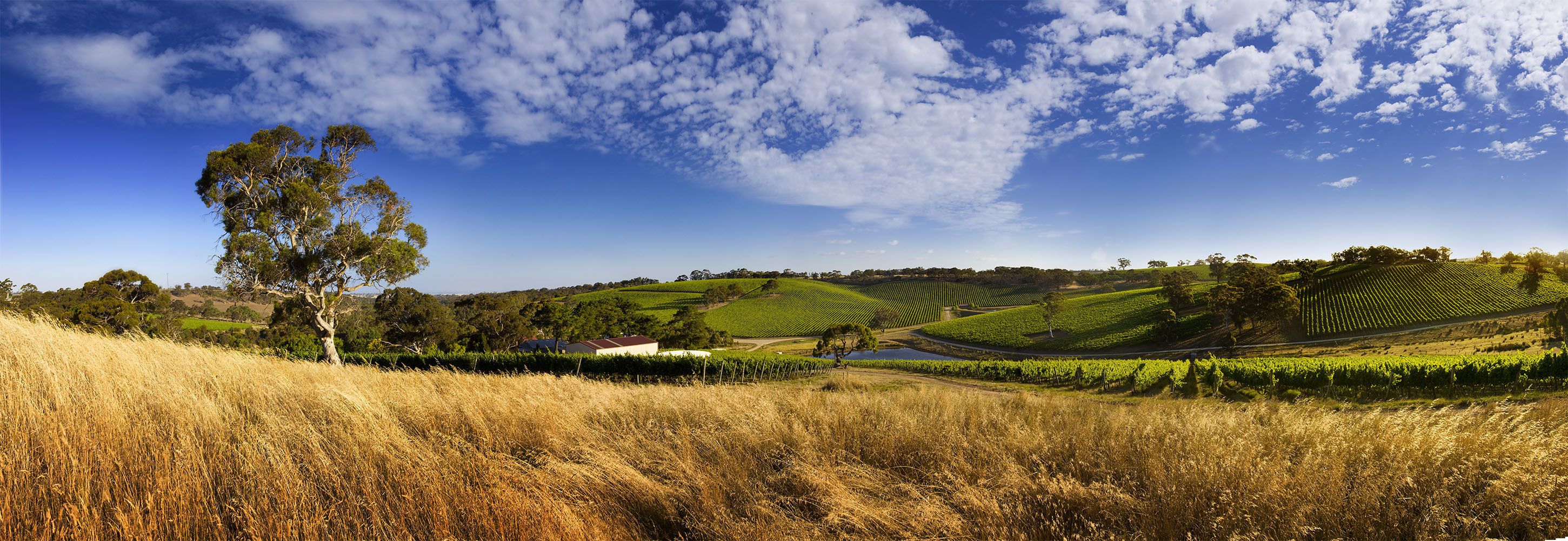 A vineyard landscape with rolling hills, a prominent tree, and a small building.