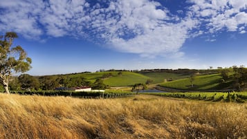 A vineyard landscape with rolling hills, a prominent tree, and a small building.