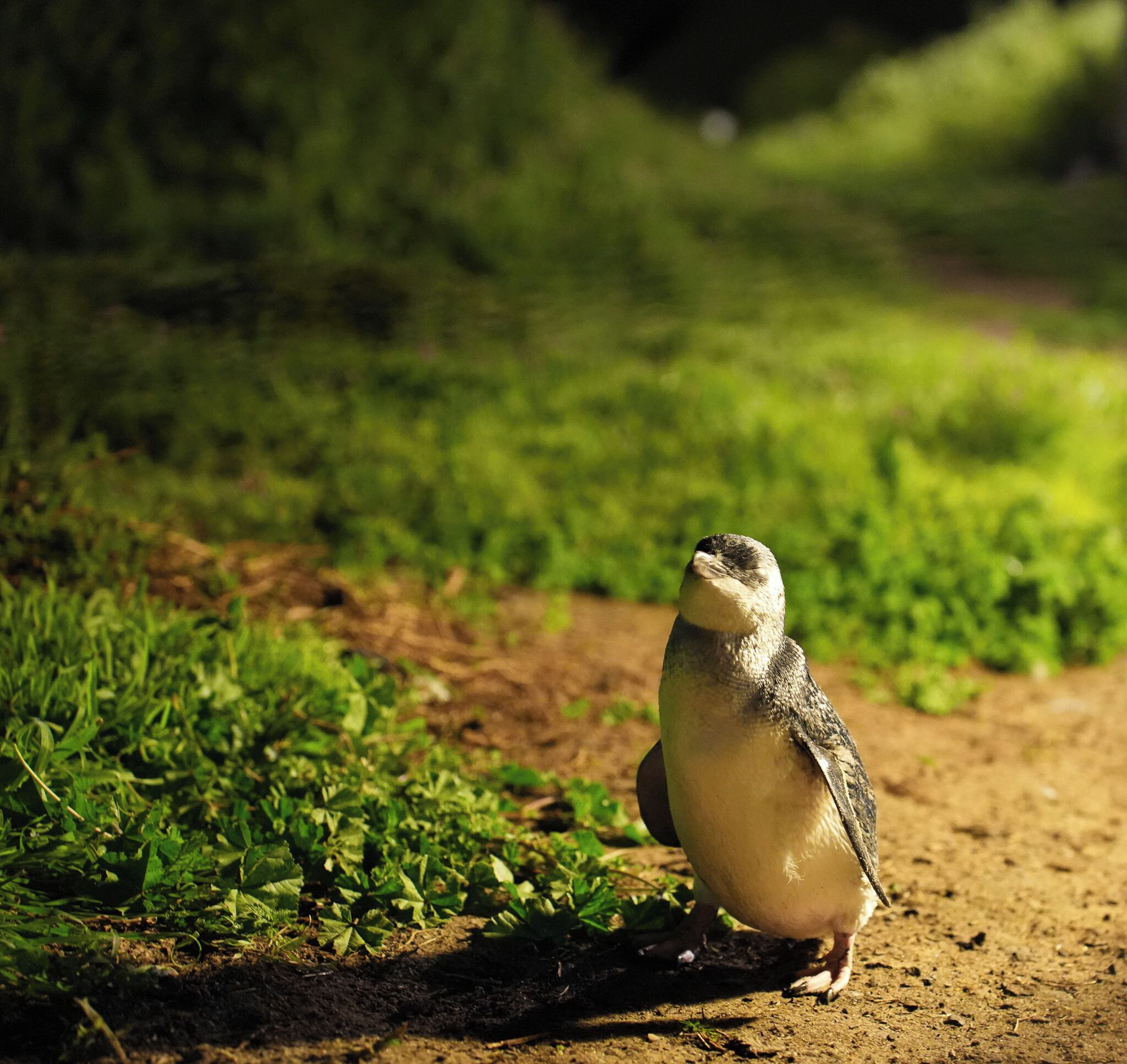 Photo - Pelicans Motel San Remo