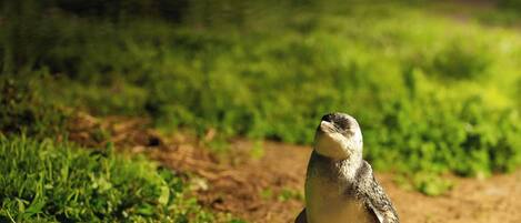 Un pingüino de pie en un sendero de tierra flanqueado por césped verde.