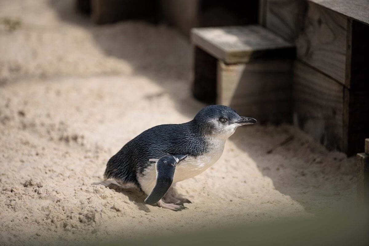 Photo - Pelicans Motel San Remo
