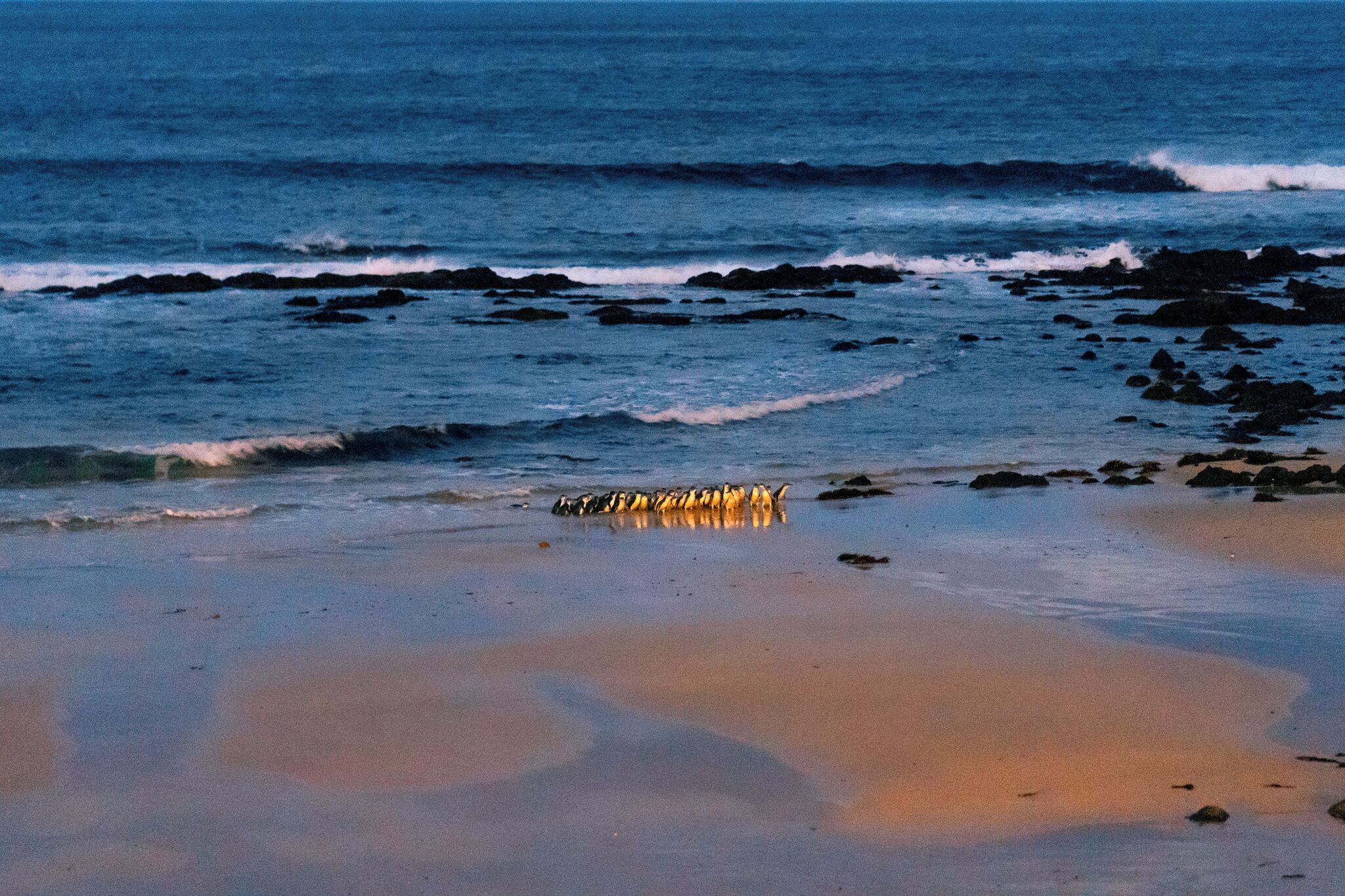 Photo - Pelicans Motel San Remo