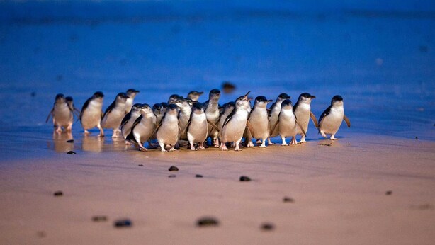 A group of penguins on a beach. - Pelicans Motel San Remo (San Remo)