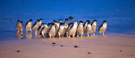 Xem động vật hoang dã